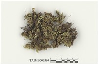 藏品(同蒴苔屬)的圖片